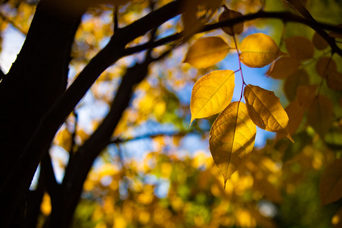 Yellow Leaves | mrhayata | Flickr