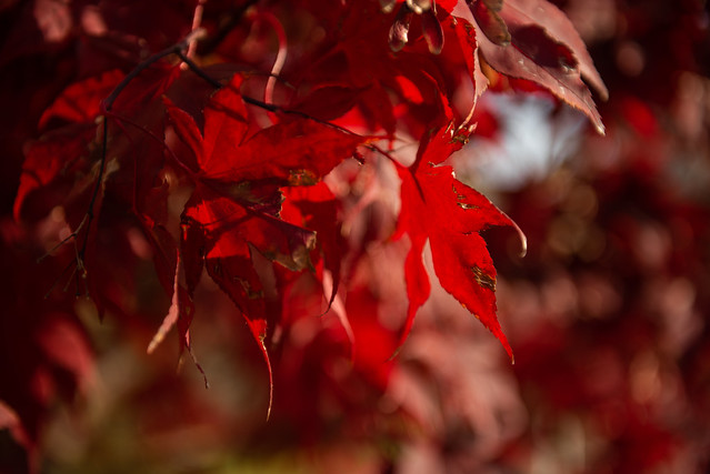 Autumn Colours - Red