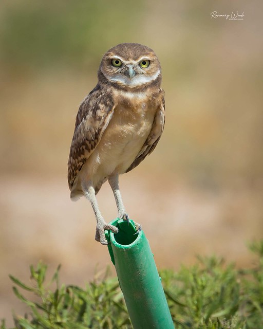 IMG_3628-Burrowing owlet-Athene cunicularia