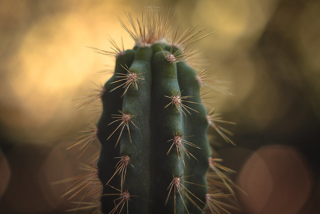 Cactus [In Explore]