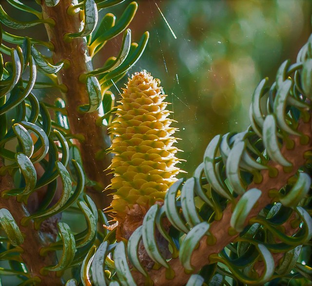 Growing Pine Cone.