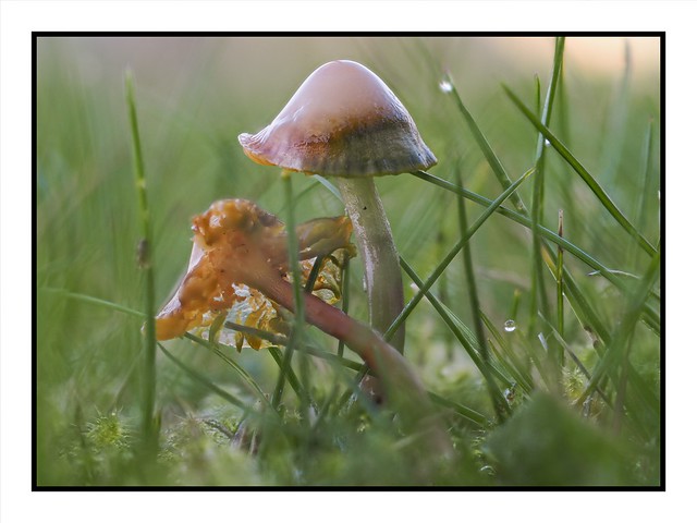 Waxcap on the Lawn