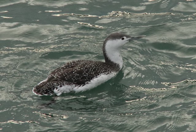 Great Northern Diver / Common Loon