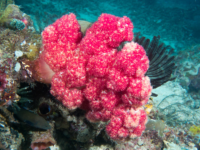 Soft coral, Dendronephthya sp.