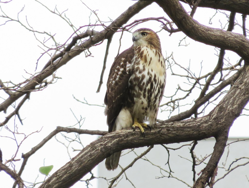 Immature red-tail