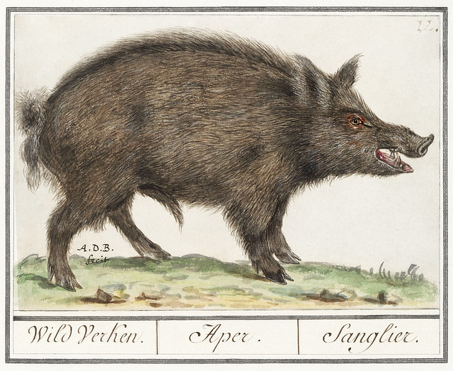 Wild boar, Sus scrofa (1596–1610) by Anselmus Boëtius de Boodt. Original from the Rijksmuseum. Digitally enhanced by rawpixel.