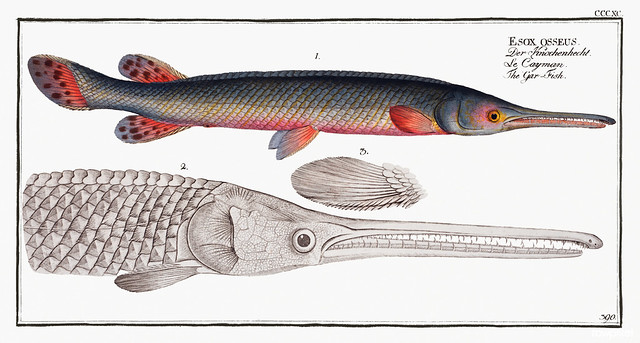 Gar-Fish (Esox osseus) from Ichtylogie, ou Histoire naturelle: génerale et particuliére des poissons (1785–1797) by Marcus Elieser Bloch. Original from New York Public Library. Digitally enhanced by rawpixel.