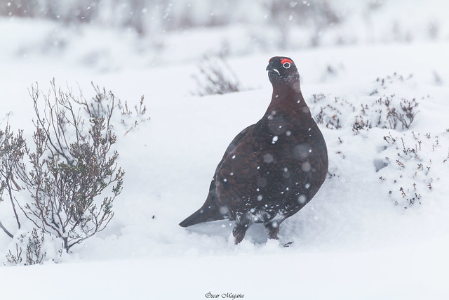 Red grouse in snow storm