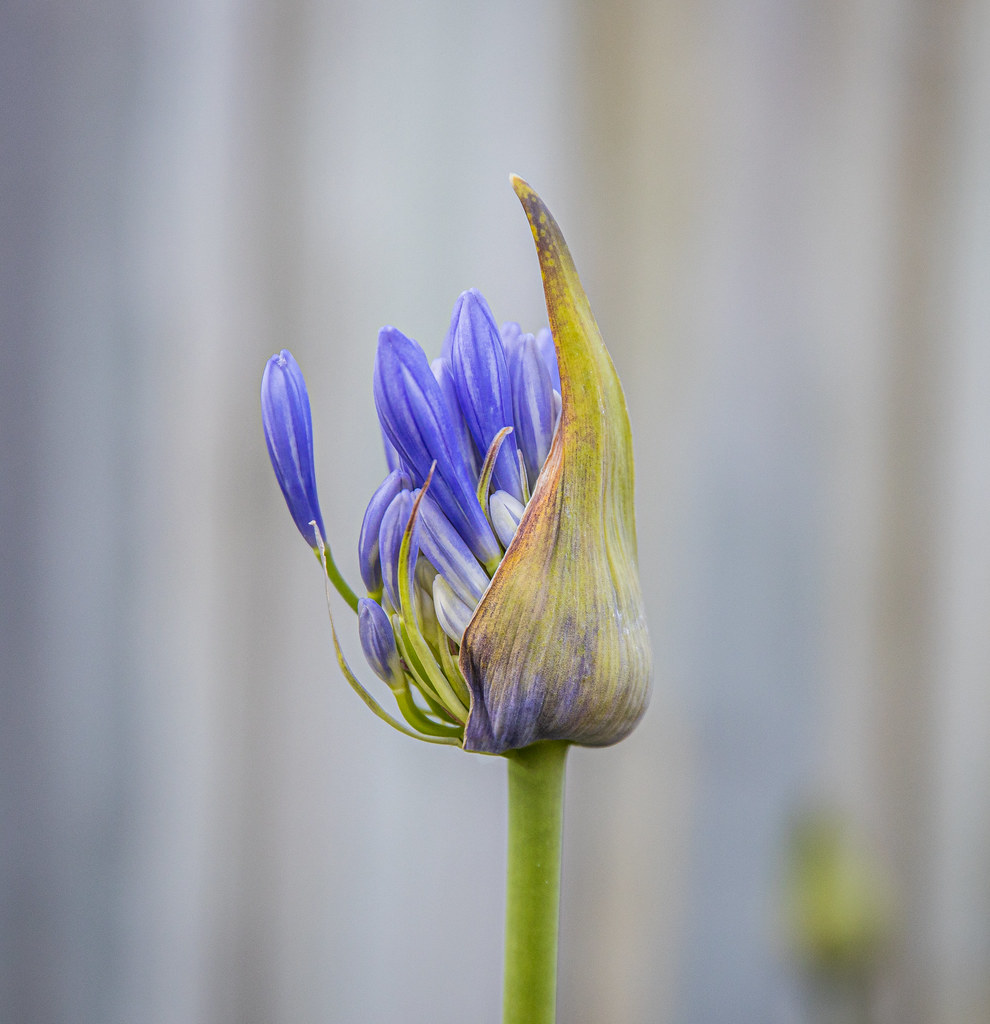 Agapanthus | Emerging flowers of an Agapanthus in our garden… | Craig ...
