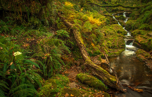 forest nature nationalpark natural dartmoor hexworthy venford wood woodland wooded woods woodlandwalk woodscape water waterfall bythewater southwest green autumn autumnal autumnalcolours colours colour colourful longexposure motion tree trees life hidden atmosphere atmospheric moody mood landscape land canon canon77d canoneos77d efs1855mm tripod moss lines linear light lightroom line myth myths mythical mystical mysterious peaceful photography photograph peace composition