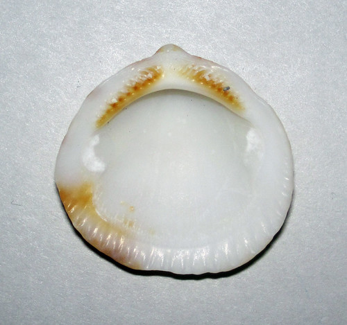 Tucetona pectinata (comb bittersweet clam) (St. Thomas, Vi… | Flickr