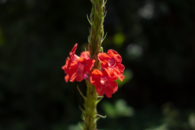 tropical flower - Penang Hill - George Town, Penang, Malaysia