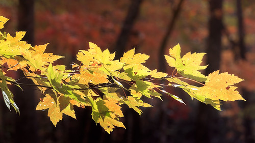 autumn canon fall southcarolina color leaves light mapleleaves nature