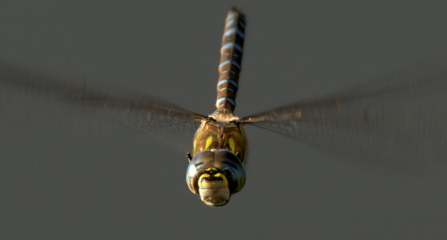 Dragonfly in flight