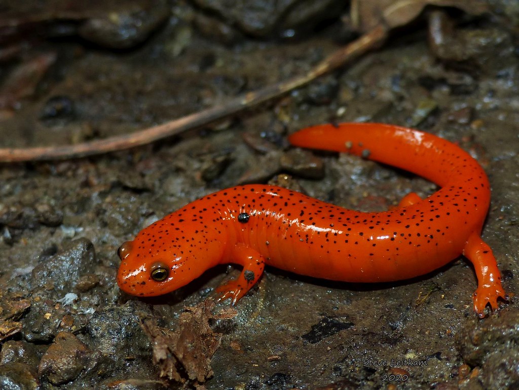 Northern Red Salamander_2020.10.10