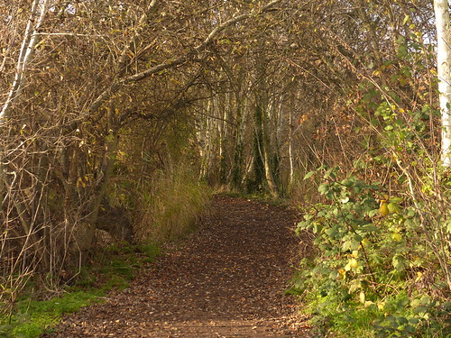 Walk in the Woods | by river crane sanctuary