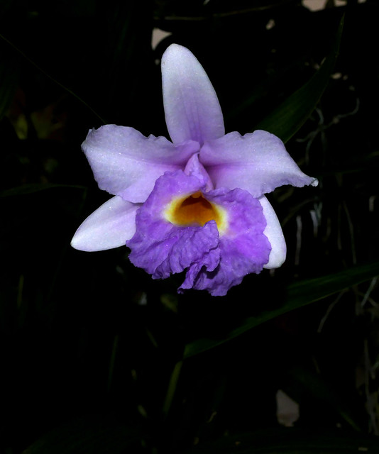 Sobralia Veitchii primary hybrid orchid