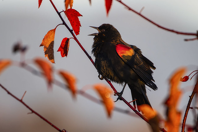 Fall Blackbird