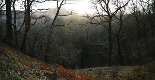 November morning, Mellte valley woods, study 2
