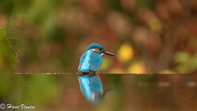 Wonderful autumn scene with this common kingfisher at the pond,...