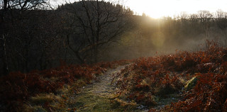 November morning, Mellte valley woods, study 1