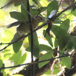 IMG_9951 Worm-eating Warbler