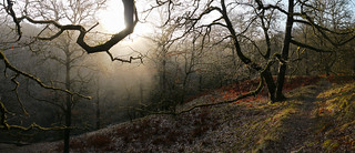 November morning, Mellte valley woods, study 5