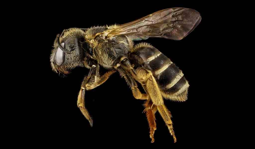 un-pesticide-mortel-pour-les-abeilles-facile-à-détecter