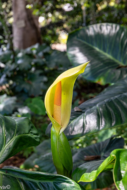 Striking yellow Peace Lily