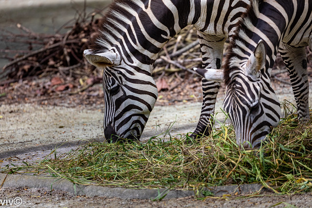 Synchronised Zebra feeding