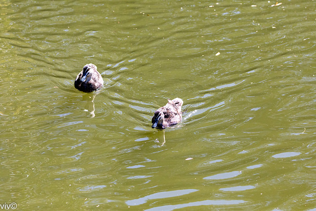 Happy Pacific Black Ducks in wetlands