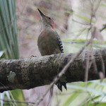 IMG_9996 Red-bellied Woodpecker