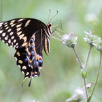 IMG_0015 Palamedes Swallowtail butterfly #lepidopteragallery #instagram