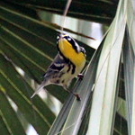 IMG_0033 Yellow-throated Warbler