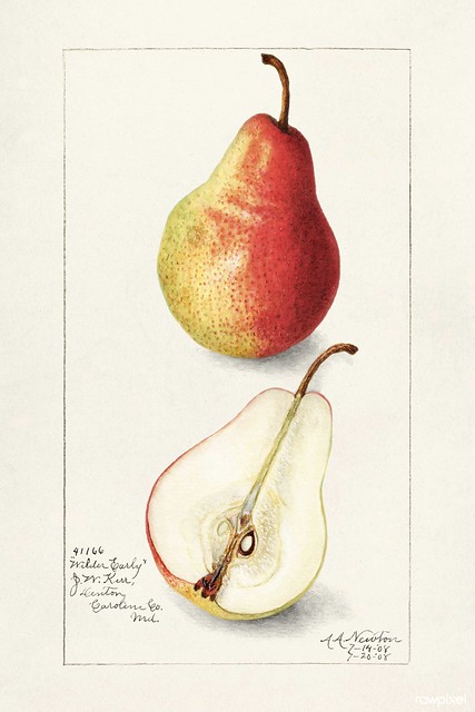 Pear (Pyrus Communis) (1908) by  Amanda Almira Newton. Original from U.S. Department of Agriculture Pomological Watercolor Collection. Rare and Special Collections, National Agricultural Library. Digitally enhanced by rawpixel.