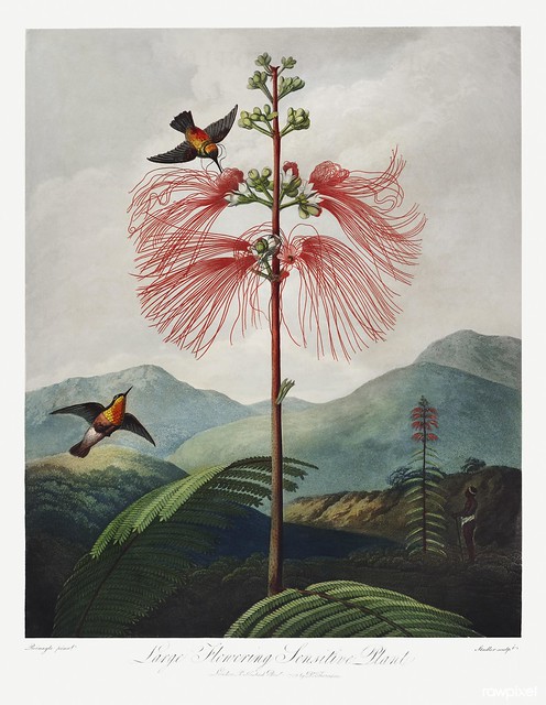 Large–Flowering Sensitive Plant from The Temple of Flora (1807) by Robert John Thornton. Original from Biodiversity Heritage Library. Digitally enhanced by rawpixel.