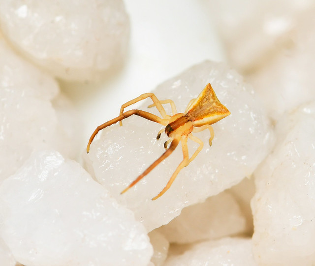 Trapezoid crab spider and crystals