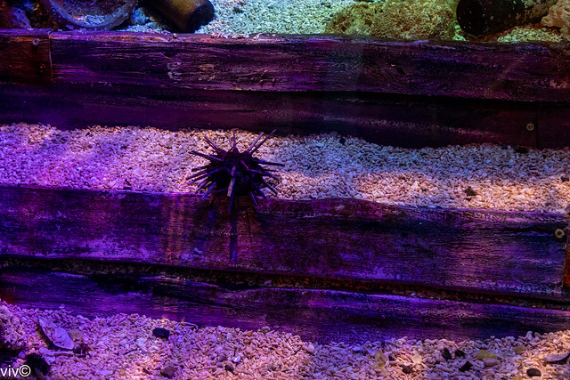 Captivating Sea Urchin