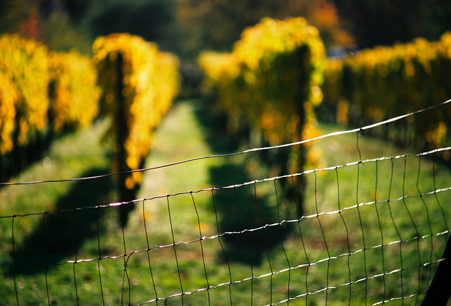 fencing in the colours