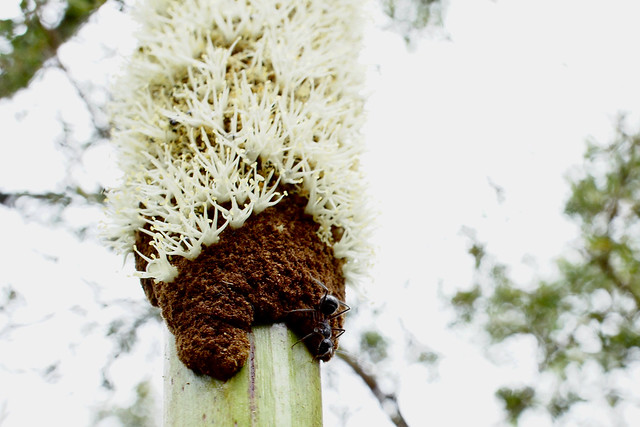 Ant on Xanthorrhoea flower spike