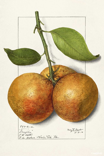 Oranges (Citrus Sinensis) (1916) byMary Daisy Arnold. Original from U.S. Department of Agriculture Pomological Watercolor Collection. Rare and Special Collections, National Agricultural Library. Digitally enhanced by rawpixel.