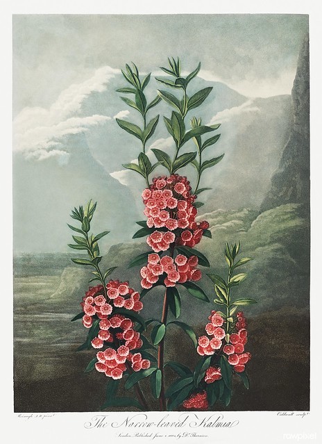 The Narrow–Leaved Kalmia from The Temple of Flora (1807) by Robert John Thornton. Original from Biodiversity Heritage Library. Digitally enhanced by rawpixel.