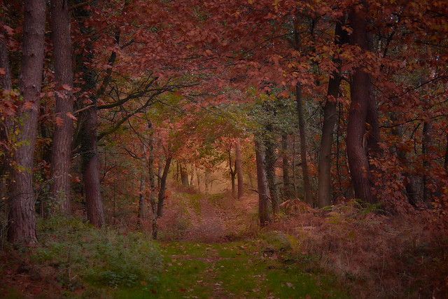 Entrance to the autumn forest