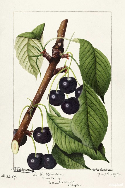 Cherries (Prunus Avium) (1892) by William Henry Prestele. Original from U.S. Department of Agriculture Pomological Watercolor Collection. Rare and Special Collections, National Agricultural Library. Digitally enhanced by rawpixel.