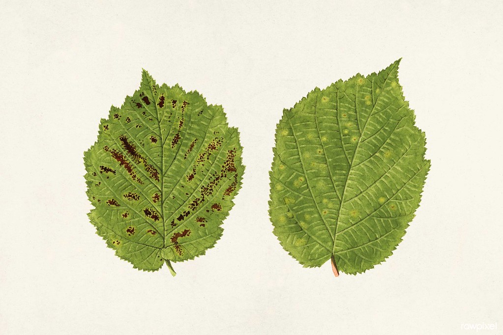 Hazelnut leaves (Corylus) (1924) byJames Marion Shull. Ori… | Flickr