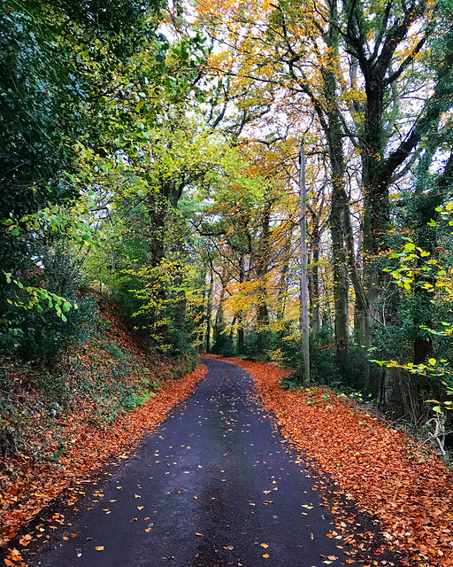Autumnal Lane