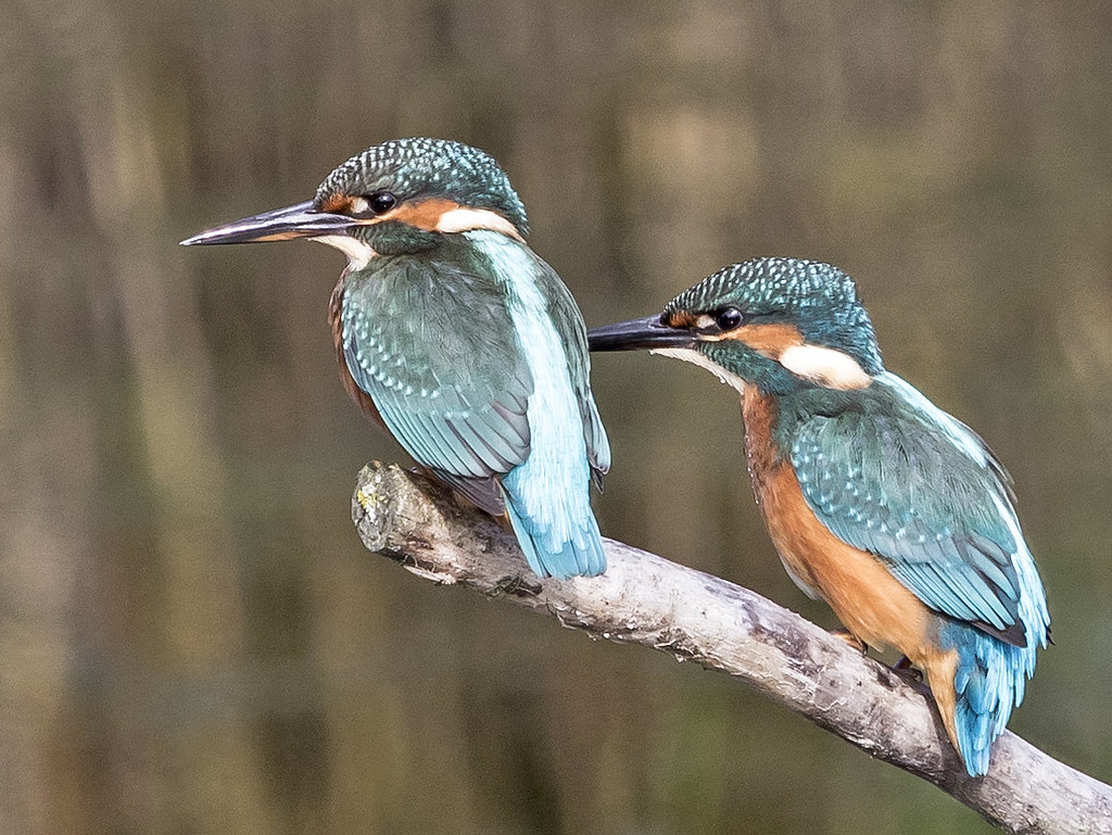 Kingfishers from last year