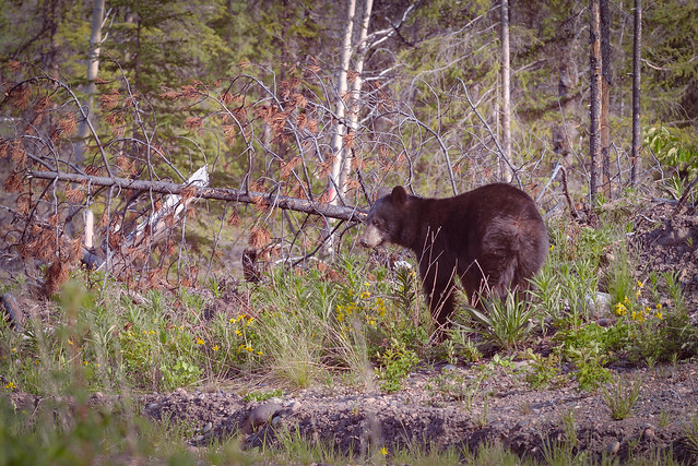 Black Bear (Smithers, BC, Canada)