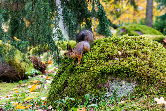 Squirrel sits on rock in autumn park