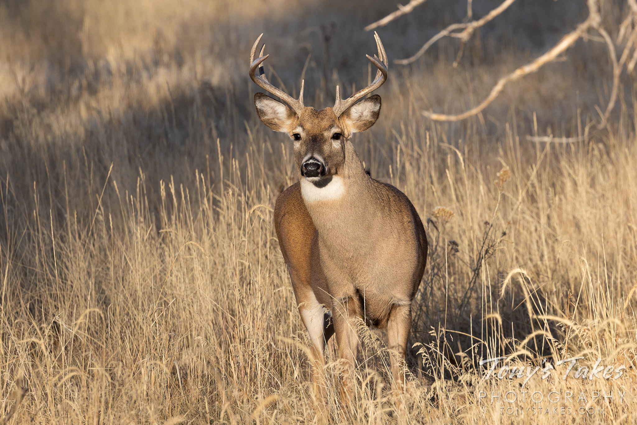 Handsome white-tailed deer buck keeps an eye out for the ladies